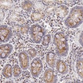 Anti-LGMN antibody produced in rabbit Prestige Antibodies&#174; Powered by Atlas Antibodies, affinity isolated antibody, buffered aqueous glycerol solution