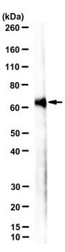 Anti-PrimPol Antibody, clone JUAM71D