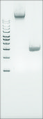 Microbial DNA standard from Proteus vulgaris Suitable for PCR, sequencing and NGS