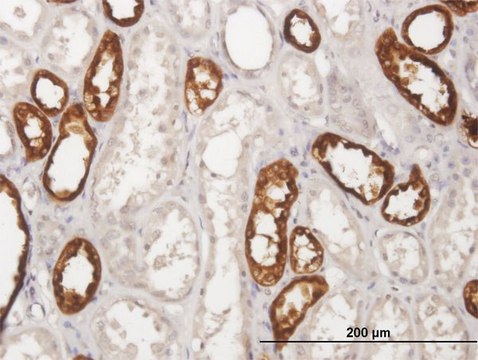 Anti-UMOD antibody produced in mouse IgG fraction of antiserum, buffered aqueous solution