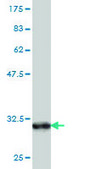 Monoclonal Anti-BGLAP antibody produced in mouse clone 2D4, purified immunoglobulin, buffered aqueous solution