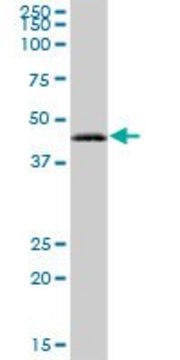 Anti-RAB3IL1 antibody produced in mouse IgG fraction of antiserum, buffered aqueous solution