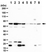 Anti-ARHGEF6 from rabbit, purified by affinity chromatography