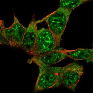 Anti-AKAP17A antibody produced in rabbit Prestige Antibodies&#174; Powered by Atlas Antibodies, affinity isolated antibody