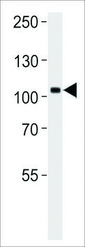 ANTI-TRKC antibody produced in rabbit purified immunoglobulin, buffered aqueous solution
