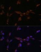 Anti-ATG7 antibody produced in rabbit