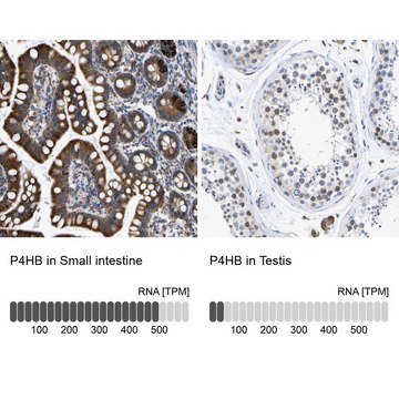 Anti-P4HB antibody produced in rabbit Prestige Antibodies&#174; Powered by Atlas Antibodies, affinity isolated antibody, buffered aqueous glycerol solution