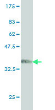 ANTI-ARAF antibody produced in mouse clone 3G2, purified immunoglobulin, buffered aqueous solution
