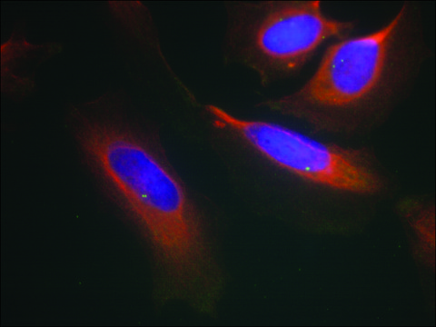 Anti-IKBKB (Ab-199) antibody produced in rabbit affinity isolated antibody