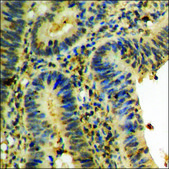 Anti-phospho-JAK2 (pTyr931) antibody produced in rabbit affinity isolated antibody