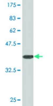 Monoclonal Anti-SLC25A18 antibody produced in mouse clone 2F12, purified immunoglobulin, buffered aqueous solution