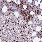 Anti-CD177 antibody produced in rabbit Prestige Antibodies&#174; Powered by Atlas Antibodies, affinity isolated antibody