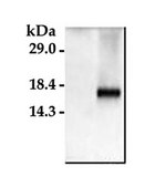 Anti-Caspase 3 Antibody, active (cleaved) form Chemicon&#174;, from rabbit