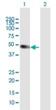 Anti-ATOH1 antibody produced in mouse purified immunoglobulin, buffered aqueous solution