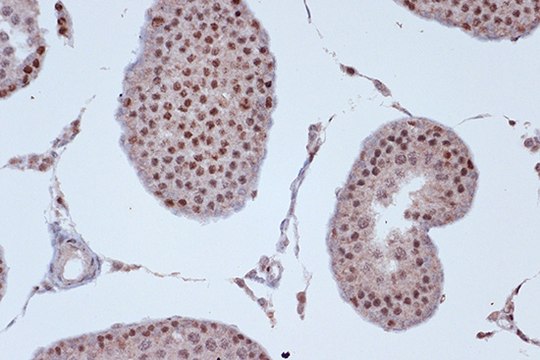 Anti-KIF4A Antibody, clone 4A9P2, Rabbit Monoclonal