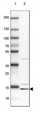 Anti-CRCP antibody produced in rabbit Prestige Antibodies&#174; Powered by Atlas Antibodies, affinity isolated antibody, buffered aqueous glycerol solution