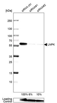 Anti-LNPK antibody produced in rabbit Prestige Antibodies&#174; Powered by Atlas Antibodies, affinity isolated antibody, buffered aqueous glycerol solution