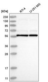 Anti-UBXN11 antibody produced in rabbit Prestige Antibodies&#174; Powered by Atlas Antibodies, affinity isolated antibody