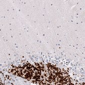 Monoclonal Anti-RBFOX3 antibody produced in mouse Prestige Antibodies&#174; Powered by Atlas Antibodies, clone CL11896, purified immunoglobulin, buffered aqueous glycerol solution