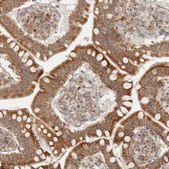 Anti-MRPL55 antibody produced in rabbit Prestige Antibodies&#174; Powered by Atlas Antibodies, affinity isolated antibody, buffered aqueous glycerol solution