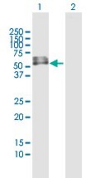 Anti-PDZD6 antibody produced in mouse IgG fraction of antiserum, buffered aqueous solution