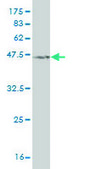Monoclonal Anti-NXT1 antibody produced in mouse clone 4F11, purified immunoglobulin, buffered aqueous solution