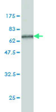 ANTI-SERPINA6 antibody produced in mouse clone 3C12, purified immunoglobulin, buffered aqueous solution