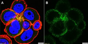Anti-erbB4/HER4 Antibody, clone 1B7 ZooMAb&#174; Rabbit Monoclonal recombinant, expressed in HEK 293 cells
