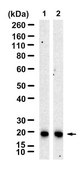 Anti-Smac/DIABLO Antibody, clone 2B9 ZooMAb&#174; Rabbit Monoclonal recombinant, expressed in HEK 293 cells