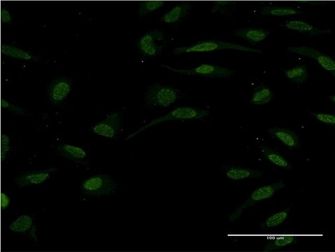 Monoclonal Anti-TCF2 antibody produced in mouse clone 3H4, purified immunoglobulin, buffered aqueous solution
