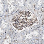 Anti-B2M antibody produced in rabbit Prestige Antibodies&#174; Powered by Atlas Antibodies, affinity isolated antibody, buffered aqueous glycerol solution