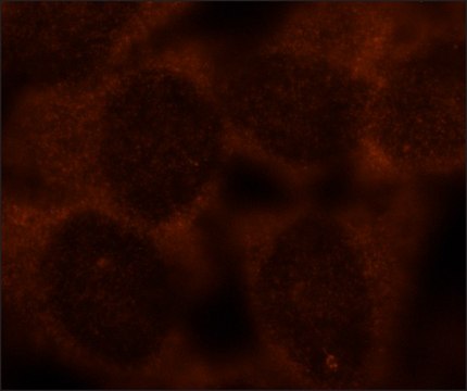 Monoclonal Anti-ALIX/PDCD6IP antibody produced in mouse clone ALIX-1, purified from hybridoma cell culture