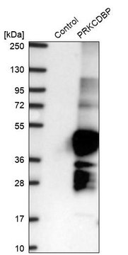 Anti-PRKCDBP antibody produced in rabbit Prestige Antibodies&#174; Powered by Atlas Antibodies, affinity isolated antibody, buffered aqueous glycerol solution