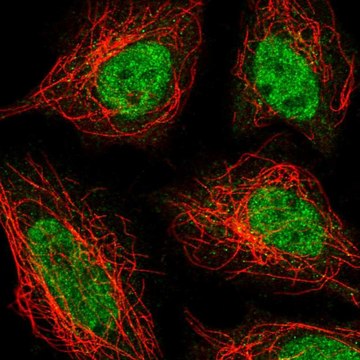 Anti-ZNF326 antibody produced in rabbit Prestige Antibodies&#174; Powered by Atlas Antibodies, affinity isolated antibody
