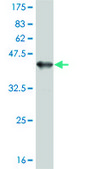 Monoclonal Anti-PRKCI, (N-terminal) antibody produced in mouse clone 3A7, purified immunoglobulin, buffered aqueous solution