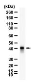 Anti-CDX2 Antibody, clone 1N7 ZooMAb&#174; Rabbit Monoclonal recombinant, expressed in HEK 293 cells