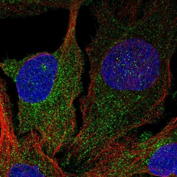 Anti-DGKD antibody produced in rabbit Prestige Antibodies&#174; Powered by Atlas Antibodies, affinity isolated antibody
