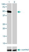 Monoclonal Anti-HCRTR2 antibody produced in mouse clone 1E3, purified immunoglobulin, buffered aqueous solution