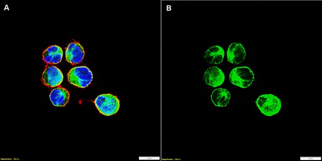 Anti-CXCR5 Antibody, clone 1G22 ZooMAb&#174; Rabbit Monoclonal recombinant, expressed in HEK 293 cells
