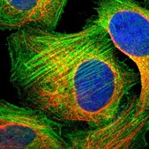 Anti-PPP1R12B antibody produced in rabbit Prestige Antibodies&#174; Powered by Atlas Antibodies, affinity isolated antibody, buffered aqueous glycerol solution, Ab2