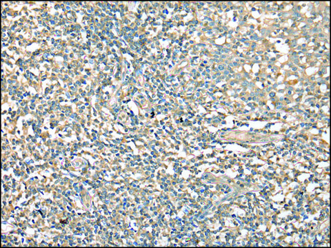 Anti-CD1D affinity isolated antibody