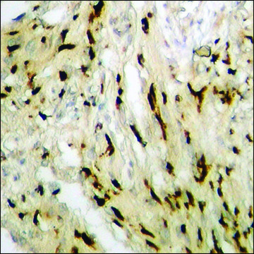 Anti-phospho-GATA4 (pSer262) antibody produced in rabbit affinity isolated antibody