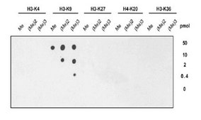 Anti-trimethyl-Histone H3 (Lys9) Antibody, clone 6F12-H4, Trial Size clone 6F12-H4, from mouse