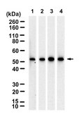 Anti-GSS Antibody, clone 1F4 ZooMAb&#174; Rabbit Monoclonal recombinant, expressed in HEK 293 cells