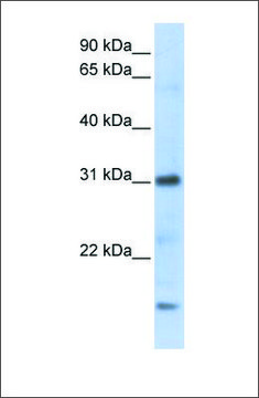 Anti-CXCL16 antibody produced in rabbit affinity isolated antibody