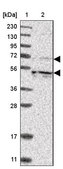 Anti-KIF12 antibody produced in rabbit Prestige Antibodies&#174; Powered by Atlas Antibodies, affinity isolated antibody, buffered aqueous glycerol solution, Ab2
