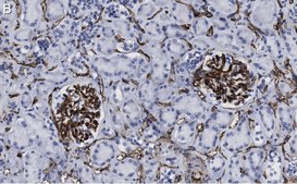 Anti-CD34 Antibody, clone 5C15 , ZooMAb&#174; Rabbit Monoclonal recombinant, expressed in HEK 293 cells