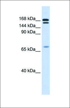 Anti-CUX2 affinity isolated antibody