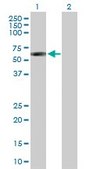 Anti-SIL1 antibody produced in mouse purified immunoglobulin, buffered aqueous solution