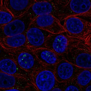 Anti-BAMBI antibody produced in rabbit Prestige Antibodies&#174; Powered by Atlas Antibodies, affinity isolated antibody